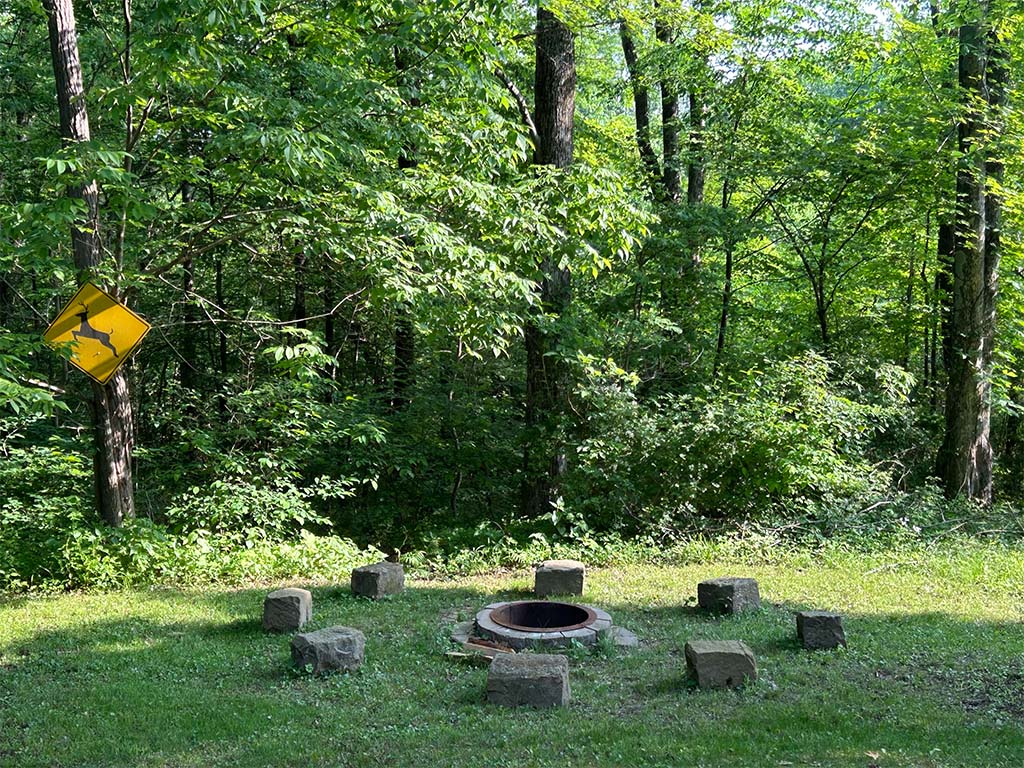 firepit next to woods